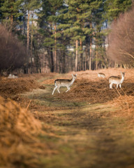 Deer in the woods