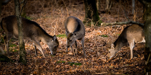 Deer in the woods
