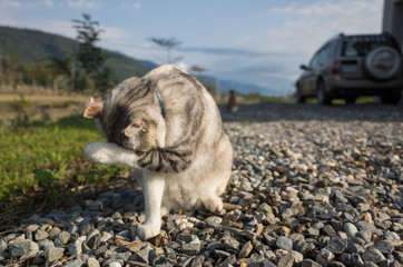 little cat itch