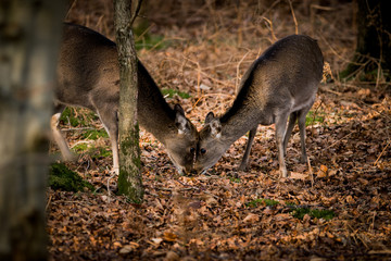 Deer in the woods