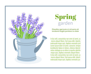 Spring garden. Flower brochure design backgrounds, vector templates of banners or business cards. Spring plant mouse hyacinth in blue watering can and frame vector illustration.