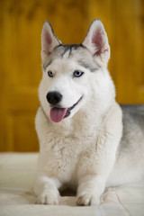 happy husky © pv_dm