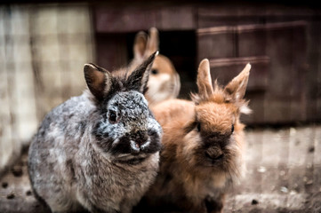 rabbits
