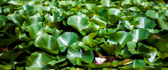 Water lily in the pond.
