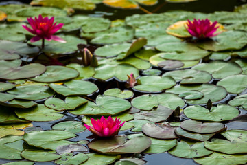 Red water lilies or Nymphaea nouchali