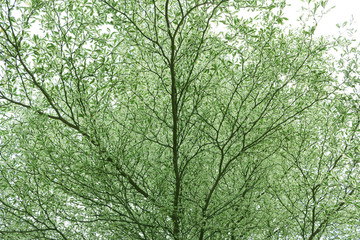 Obraz premium beautiful green leaves and tree with soft light in park, nature background