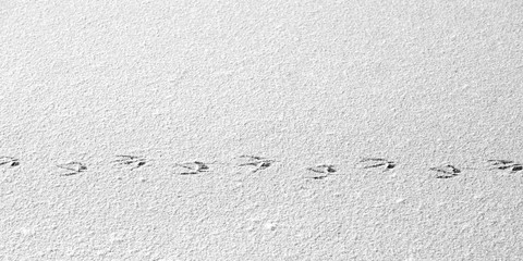 Footprints in the snow