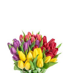 Fresh spring tulip flowers isolated white background