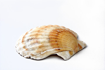 Obraz premium Muschel auf weißem Hintergrund