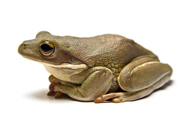 frog