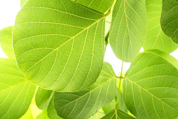 Closeup Green leaf isolated on white background of file with Clipping Path .