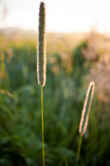 Lit by sun stems of meadow grass  at dawn.