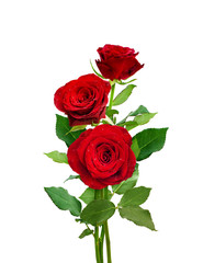 Bouquet of red roses