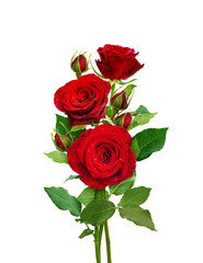 Naklejka premium Bukiet czerwonych róż