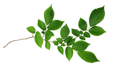 Fototapeta premium Green leaves of elm-tree