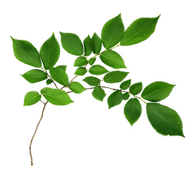 Branch of elm-tree leaves
