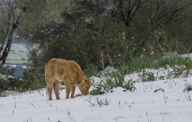 Calf on the snow in Sardinia in February