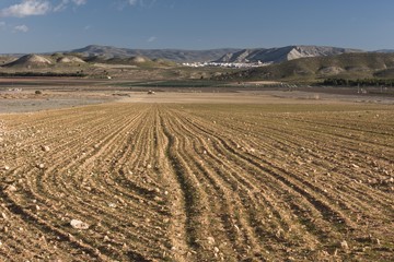 Crop field on sunny day, Villena, Alicante province, Spain, Europe