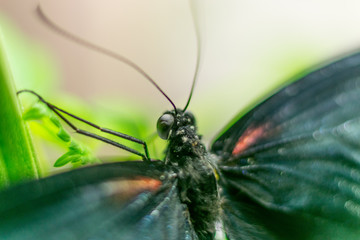 Butterfly on a green plant.