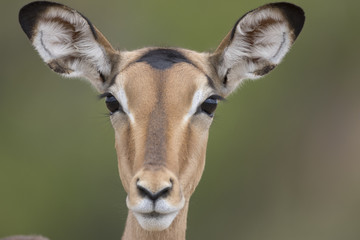 Portrait of free roaming female impala antelope