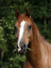Chestnut Horse Head Shot
