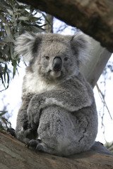 Koala staring down from a tree in Australia