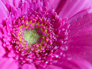 Head of violet gerbera flower 2