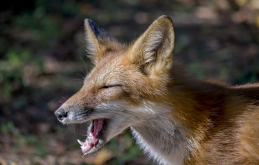 A Beautiful Red Fox 6