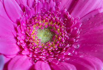 Fototapeta premium Head of violet gerbera flower 3