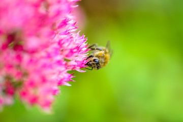 bee on a pink flower