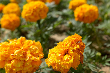 Orange flowers in sunshine
