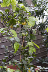 Obraz premium Ripe fruit of lemon on a tree.