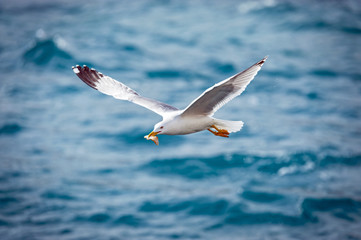 Möwe im Flug