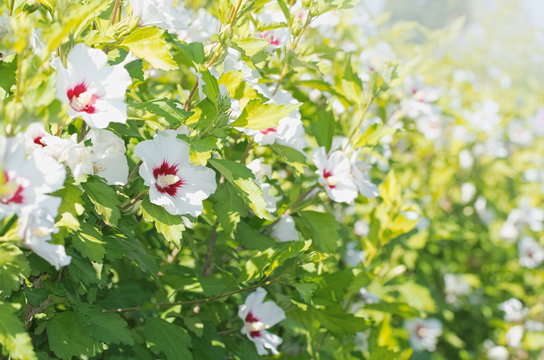 Hibiscus Syriacus Flowers