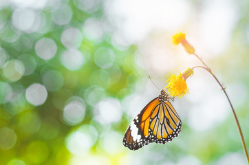 Fototapeta na wymiar butterfly on yellow flower in the park against green blur background and sunlight with copy space. beautiful animal life in nature.