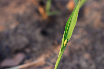 Insect on sugar cane leaves