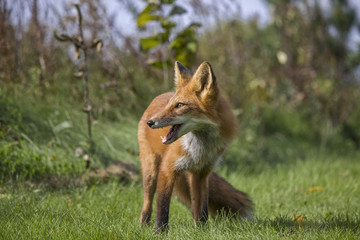 A Beautiful Red Fox 19