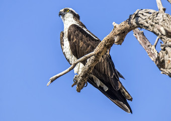 A Magnificent Osprey