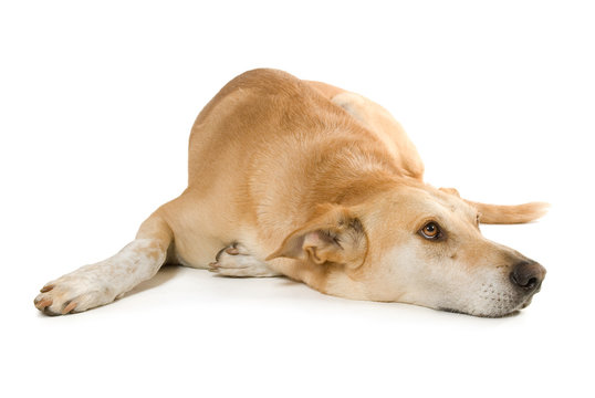 Liegender Mischlingshund sieht nach oben isoliert auf weißem Hintergrund
