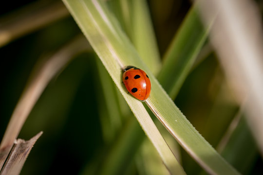 Coccinelle