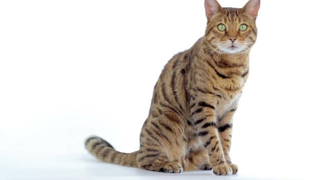 Animal Cinemagraph (photo in Motion) of a Bengal Cat wagging its tail