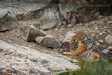 Fototapeta na wymiar A wild tigress loving her cub