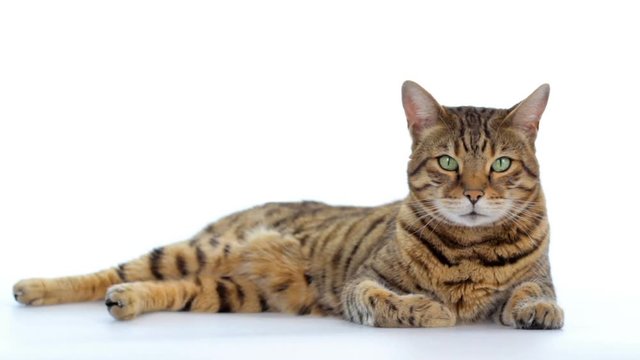 Animal Cinemagraph (photo in Motion) of a Bengal Cat wiggling its ears.
