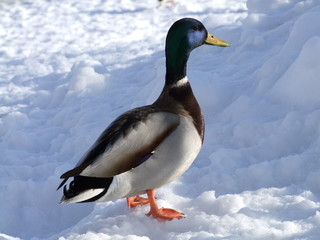 Male duck standing in the snow