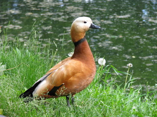 Ruddy Shelduck in the park