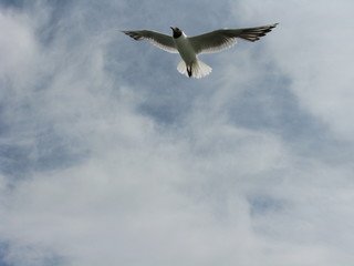 A flying seagull against the sky