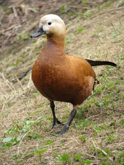 Ruddy Shelduck in the park