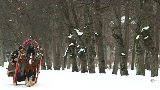 Horse harnessed sleigh in the winter. Horse cart for riding and enjoyment of the people. 