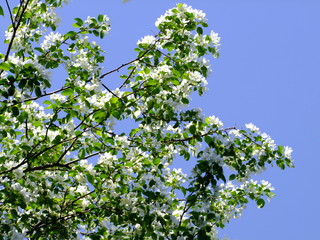 Blossoming apple-trees on blue sky background