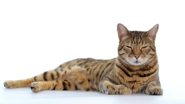Animal Cinemagraph (photo in Motion) Cat opening and closing its eyes